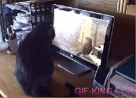 Cat and TV Bird