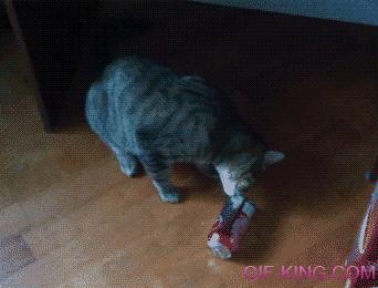 Cat VS Soda Can