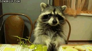 Raccoon eating grapes