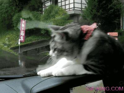 Cat VS Windshield Wipers