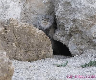 Pallas's Cat Discovers "Hidden" Camera