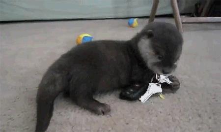 otter playing with keys