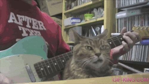 Cat and Guitar