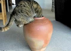 Cat crawls in a vase