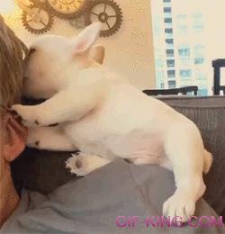 Puppy Playing With Hairs