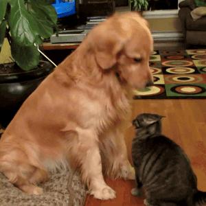 dog patting cat on head