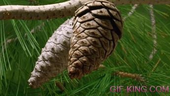 Pinecone