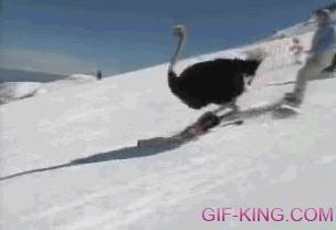 Skiing Ostrich