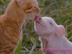 Pig Loves Cat