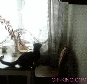 Cat Jump Fail