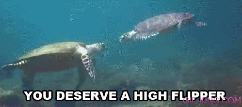 turtle high five