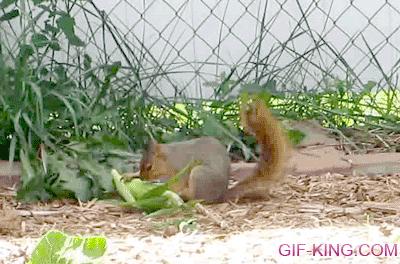 This Squirrel is Having a Corny Good Time