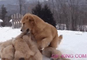 Puppies Playing with Mother