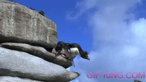 Penguin Fail