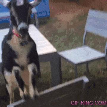 Goat Parkour Fail