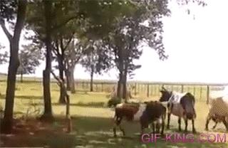 Cow vs. sheep duel