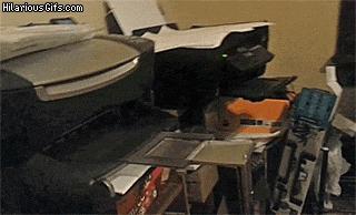 cat sends urgent fax