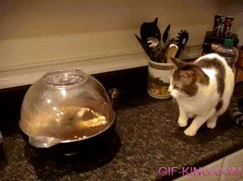 Cat Watching Popcorn Pop