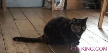 Cat Shaking Head