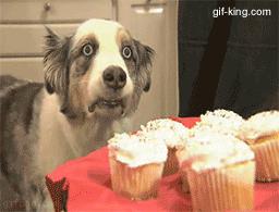 cupcakedog-war flashbacks (2)