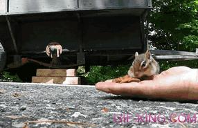 Chipmunk Stuffs Cheeks With Almonds