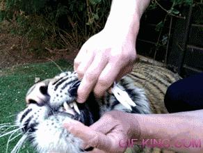 tiger goes to the dentist