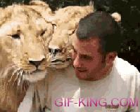 Guy Getting Some Love From Lions