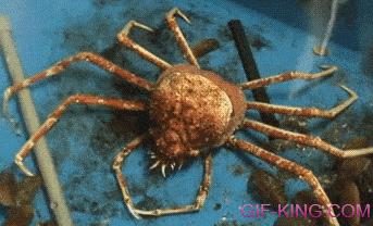 Giant Crab Molting