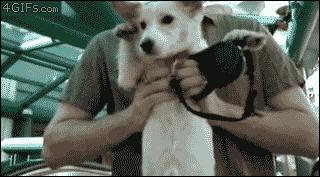 Dog confused on an escalator