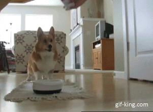 cute dog lunch photos