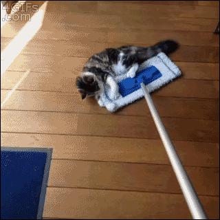 swiffer cat