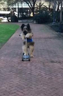 Dog on scooter