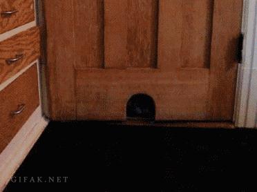 funny cat door