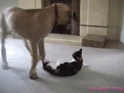 Great Dane Boxes A Kitten