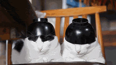 bowl hat cat