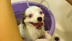 Dog Excited Bubble Bath