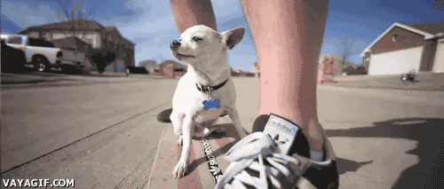 Skateboarding Chihuahua