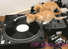dj kitty gif