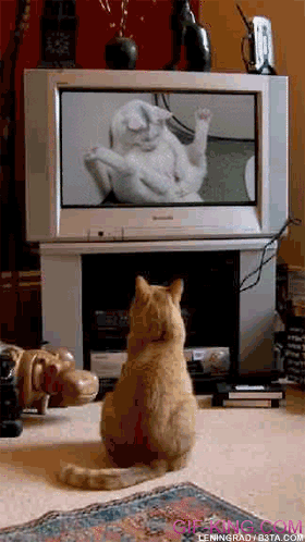 280px x 498px - Funny Cat Porn | Funny Animal Images- Gif-King.com