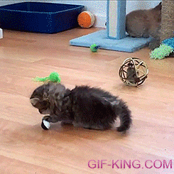 Kitten is confused about small toy