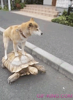 Dog Riding Turtle