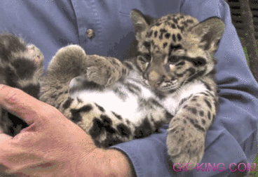 So Cute Snow Leopard Cub