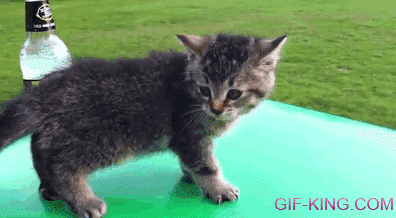 Cute Funny Kitten Epic Faceplant