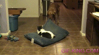 Dog Pulls Cat Off Of Bed