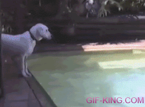 Dog Jumps on Man in Pool