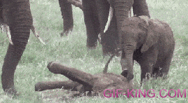 Baby Elephant Helps A Friend Who Can't Get Up