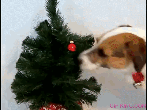 Dog Enjoying Christmas