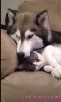 Husky And Cat Share A Special Moment
