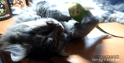 parrot want to play with kitty