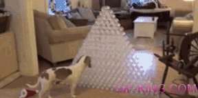 Dog Receives 210 Plastic Bottles As A Christmas Present